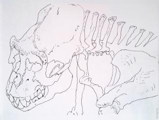 C-034-003--carnet--295--207--nb--figuratif--feutre--croquis-animal.jpg